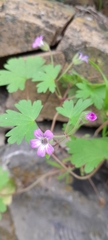 Geranium rotundifolium