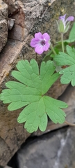 Geranium rotundifolium