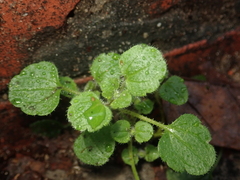 Veronica hederifolia-sublobata-triloba