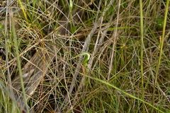 Pterostylis micromega