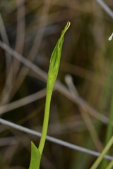 Pterostylis micromega