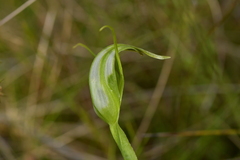 Pterostylis micromega