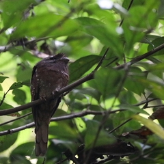 Batrachostomus moniliger