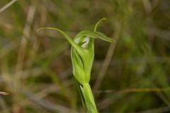 Pterostylis micromega