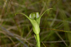 Pterostylis micromega