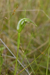 Pterostylis micromega