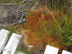 Sphagnum perichaetiale