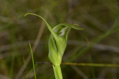 Pterostylis micromega