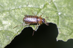Sericospilus