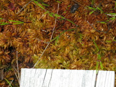 Sphagnum perichaetiale