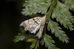 Chalastra pellurgata