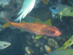 Mulloidichthys vanicolensis