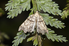 Chalastra pellurgata