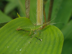 Tagasta