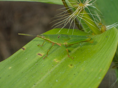Tagasta