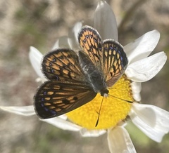 Lycaena
