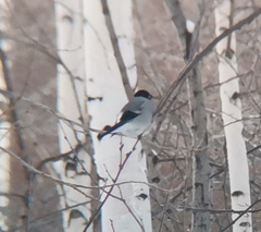 Pyrrhula pyrrhula cineracea