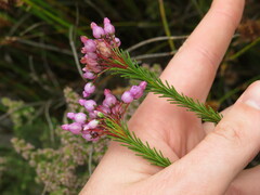 Erica obliqua