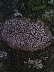 Lecanora carpinea