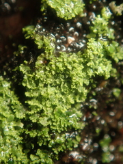 Phaeophyscia nigricans