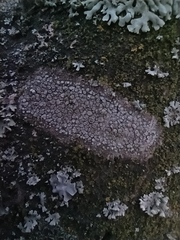 Lecanora carpinea