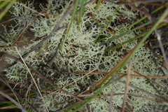 Cladonia confusa