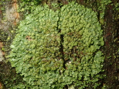 Hyperphyscia adglutinata