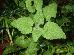 Lamium maculatum