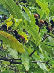 Pittosporum undulatum image