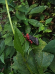 Kalidasa lanata