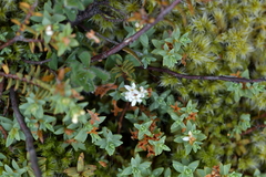 Pimelea prostrata
