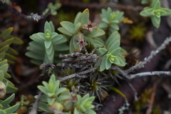 Pimelea prostrata