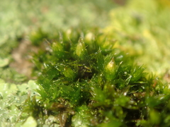 Orthotrichum diaphanum