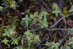 Pimelea prostrata