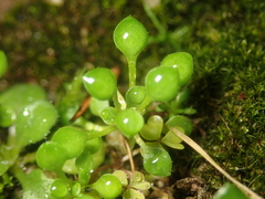 Saxifraga tridactylites
