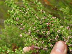 Erica hispidula serpyllifolia