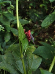 Kalidasa lanata