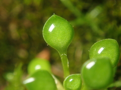 Saxifraga tridactylites