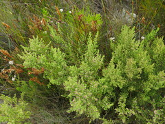Erica hispidula serpyllifolia