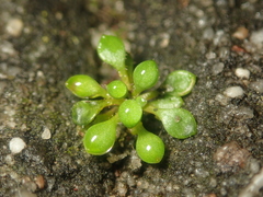Saxifraga tridactylites