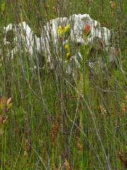 Bobartia longicyma magna