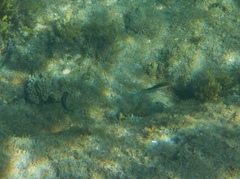 Pseudolabrus biserialis