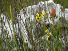 Bobartia longicyma magna