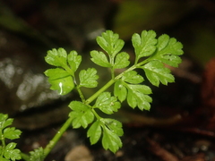 Anthriscus caucalis