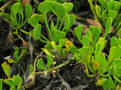 Centella triloba