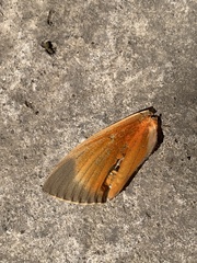 Paysandisia archon