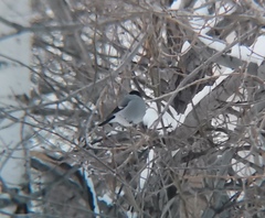 Pyrrhula pyrrhula cineracea