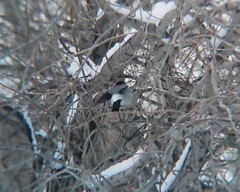 Pyrrhula pyrrhula cineracea