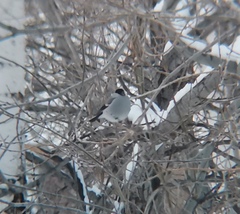 Pyrrhula pyrrhula cineracea