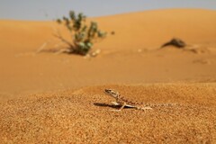 Phrynocephalus arabicus